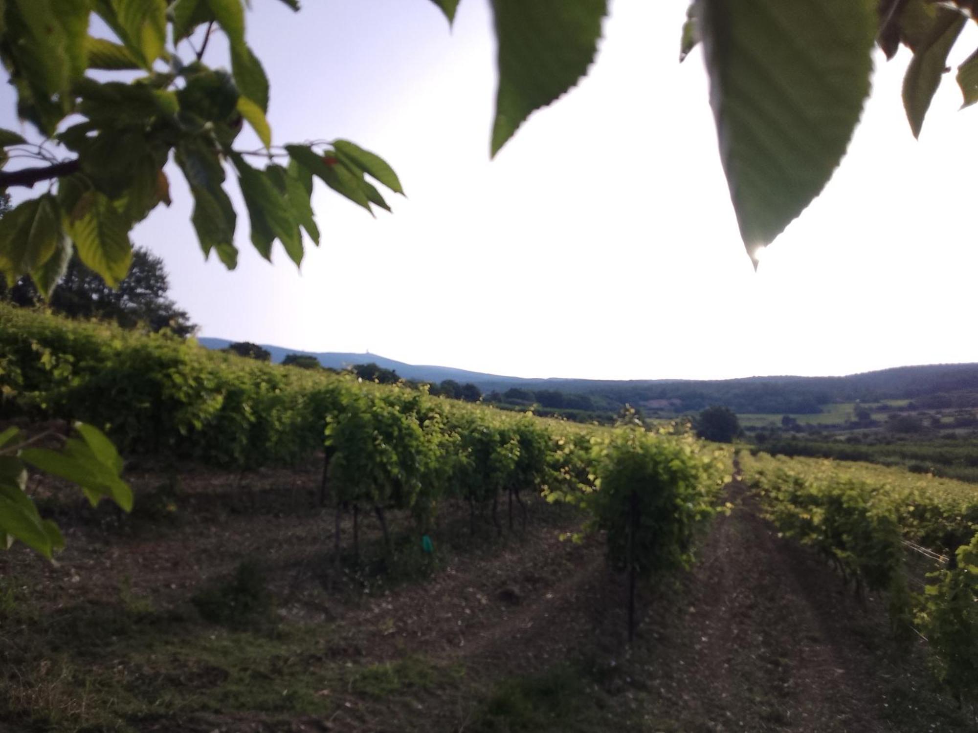 Les Gites Du Mont Ventoux Bedoin Bagian luar foto