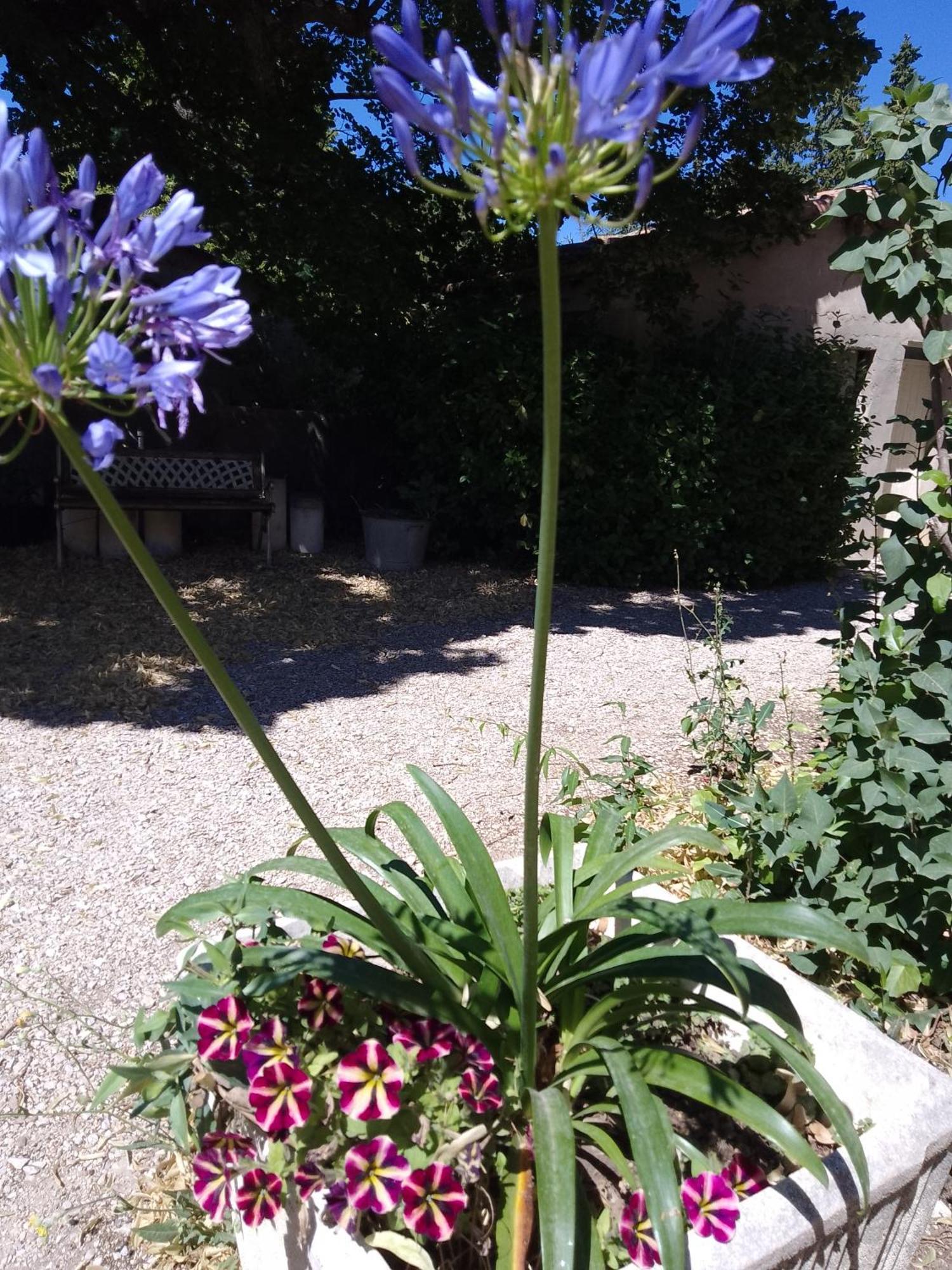 Les Gites Du Mont Ventoux Bedoin Bagian luar foto